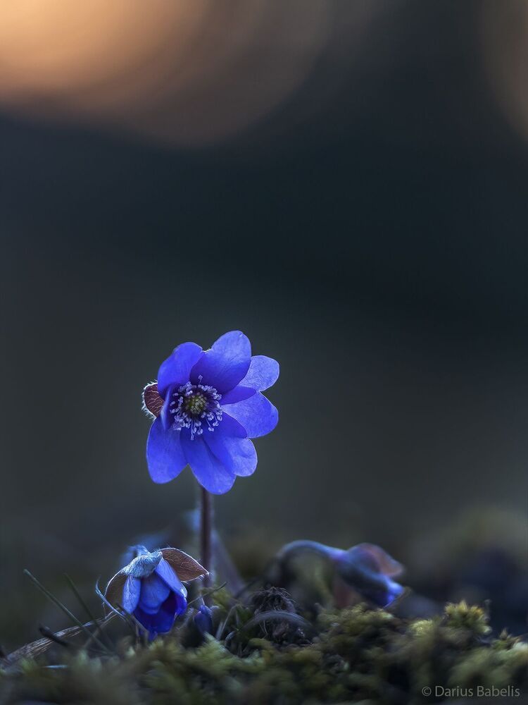 Печёночница благородная