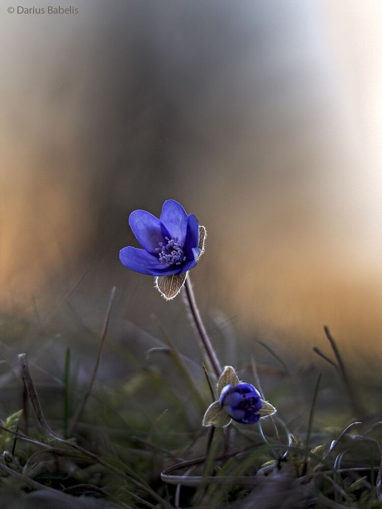 Печёночница благородная
