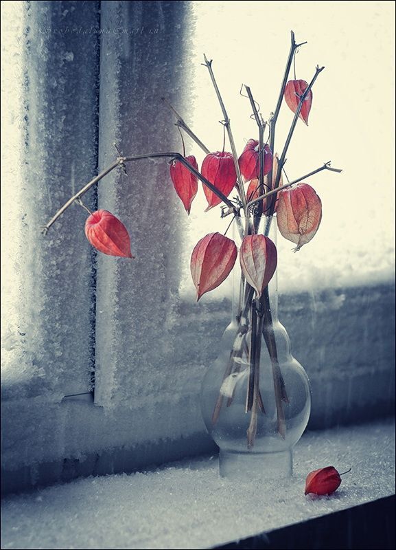 морозное*