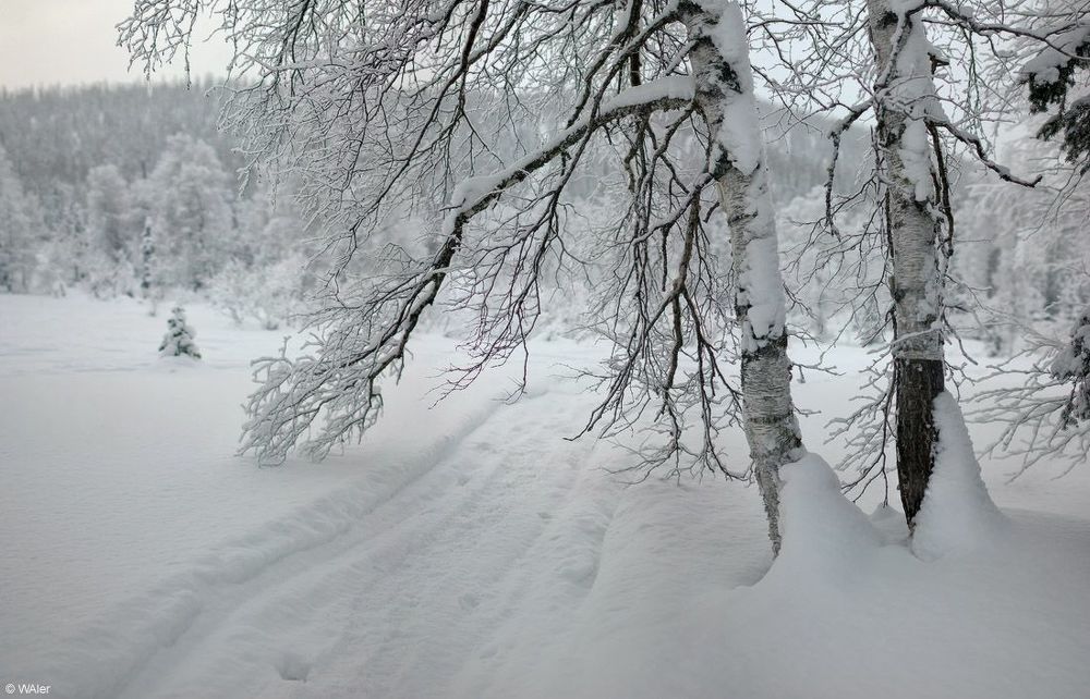буранка (ездят где попало)