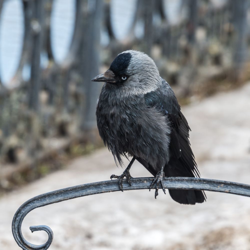 Позер