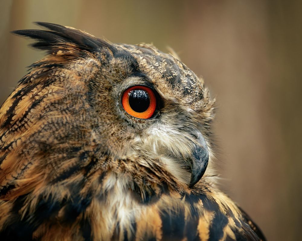 Eagle Owl