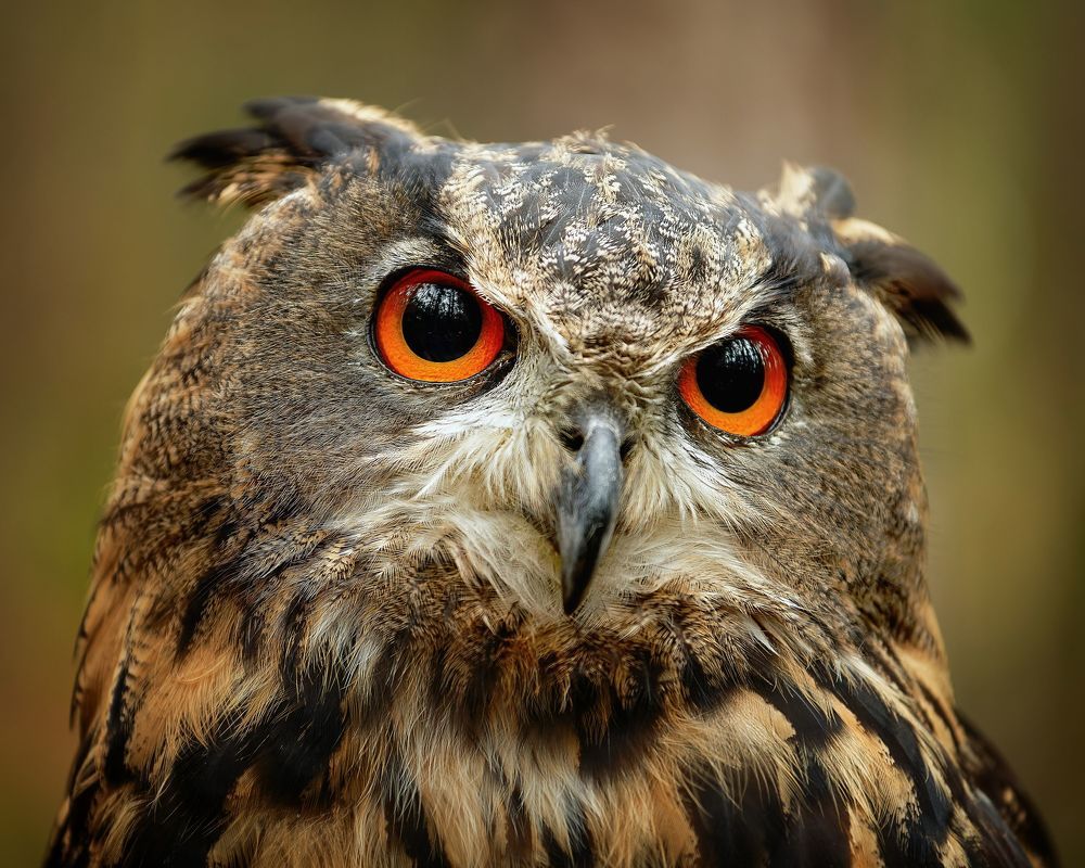 Eagle Owl