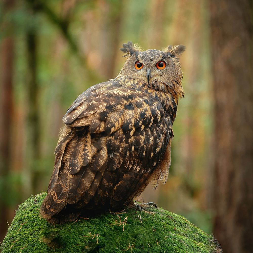 Eagle Owl