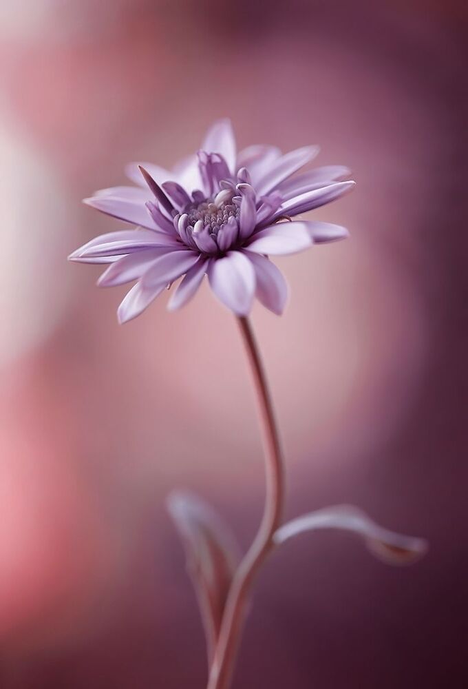 Osteospermum