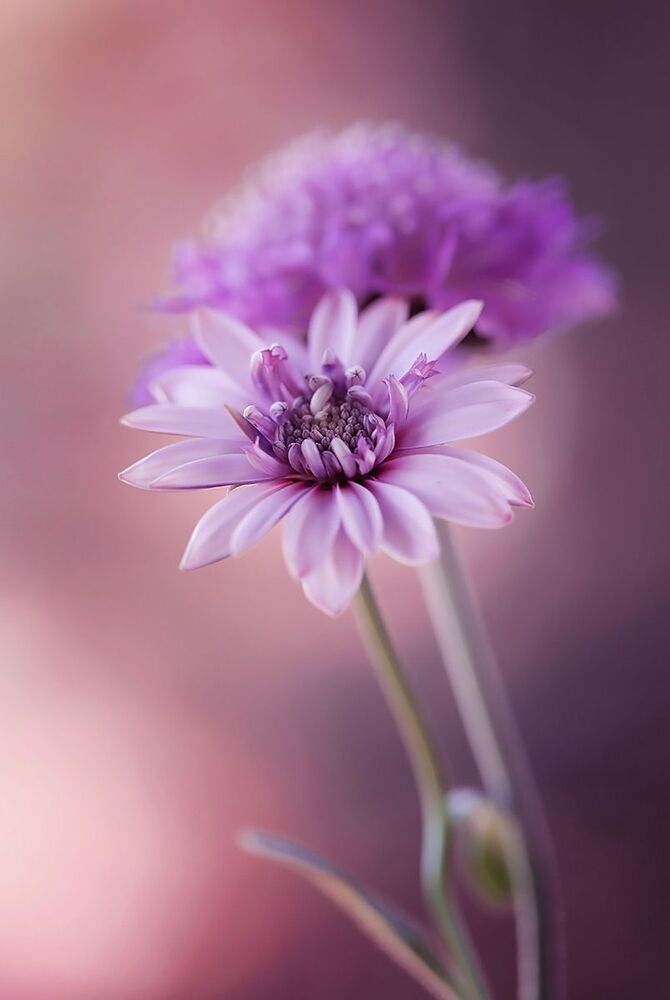 Osteospermum