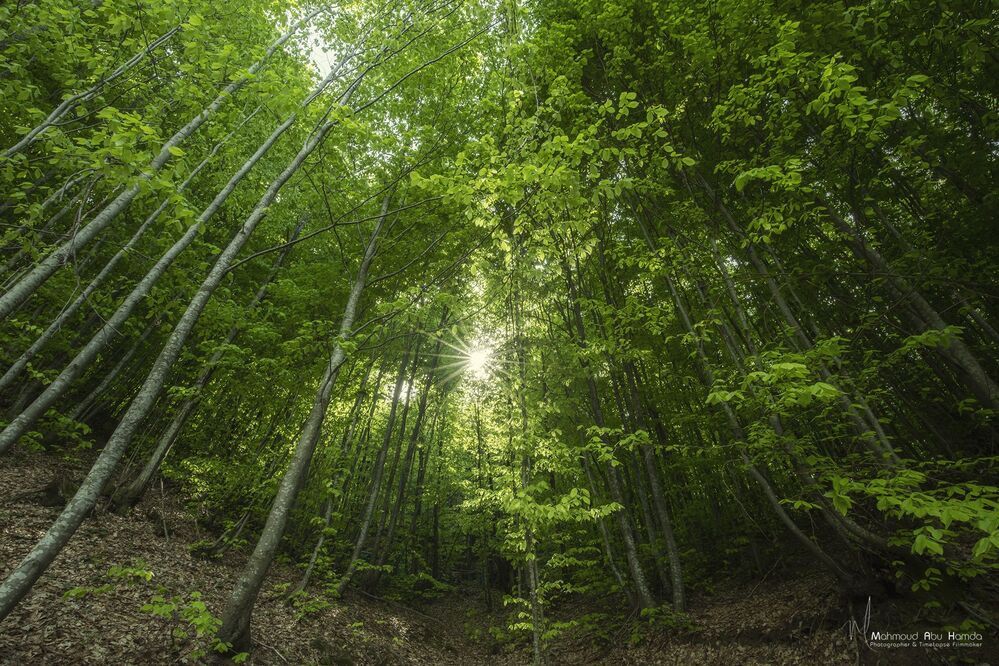This scene was a forest stretching as far as the eye can see in the Turkish countryside Enjoy with me and share the adventure with me ..