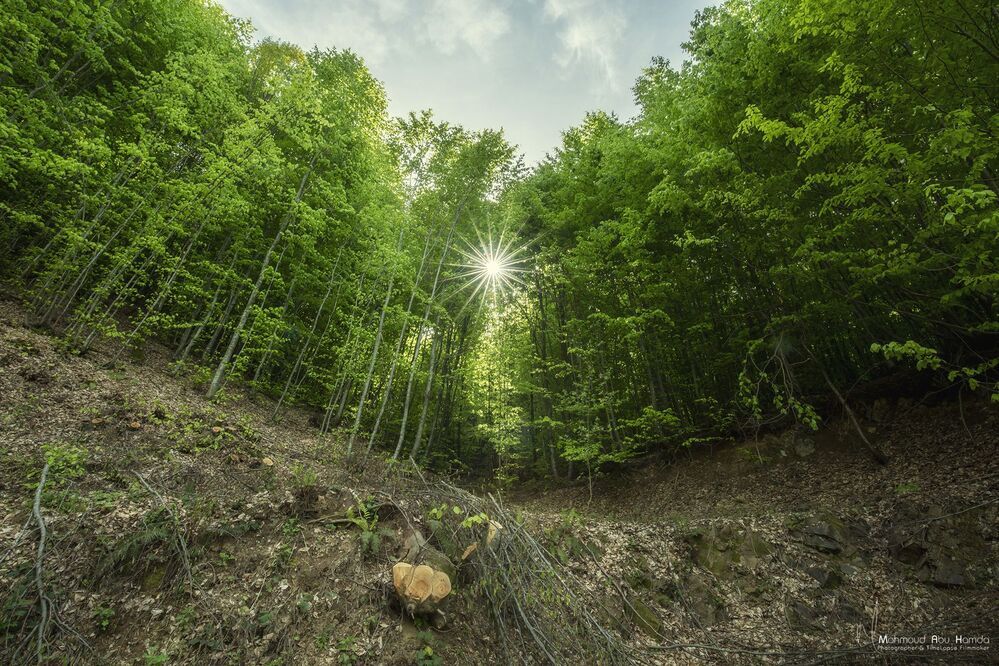 This scene was a forest stretching as far as the eye can see in the Turkish countryside Enjoy with me and share the adventure with me ..
