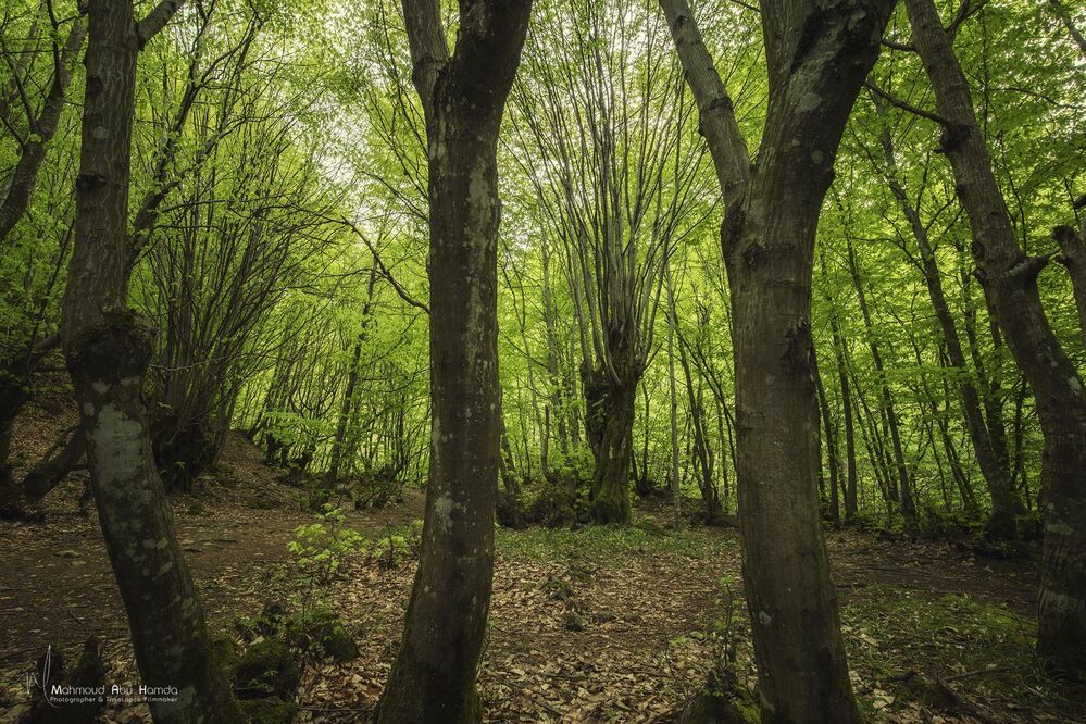 This scene was a forest stretching as far as the eye can see in the Turkish countryside Enjoy with me and share the adventure with me ..