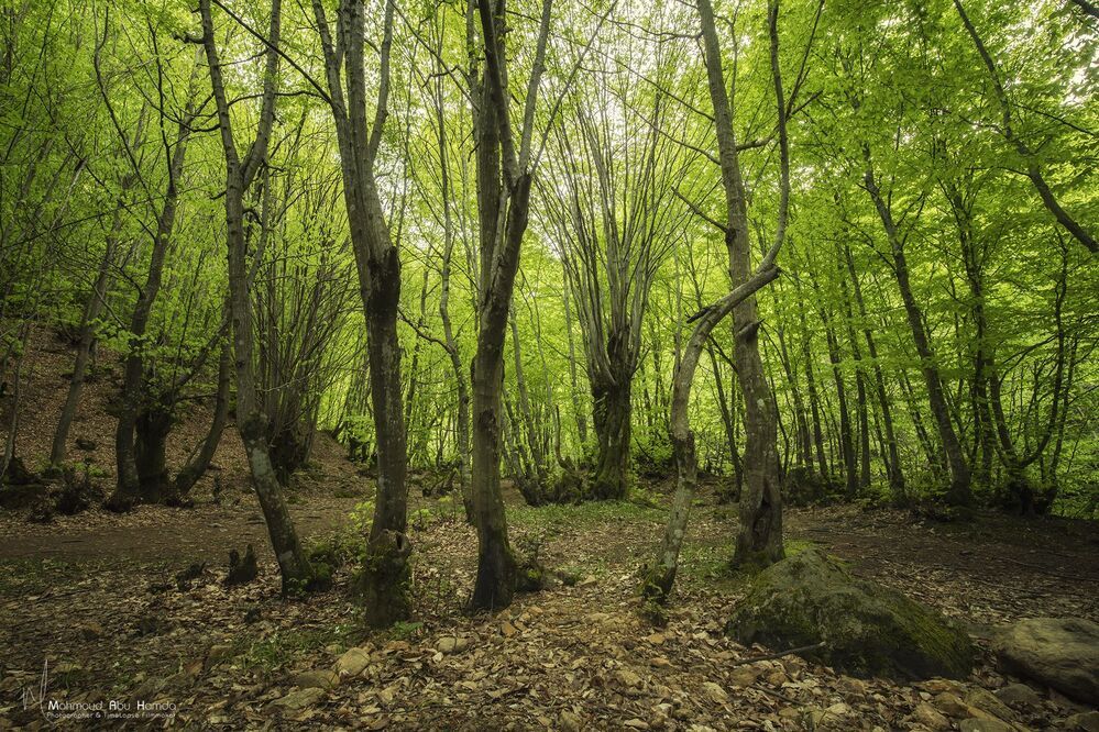 This scene was a forest stretching as far as the eye can see in the Turkish countryside Enjoy with me and share the adventure with me ..