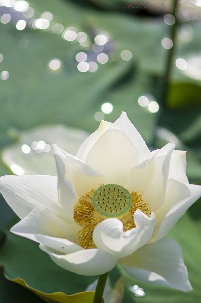 Lotus