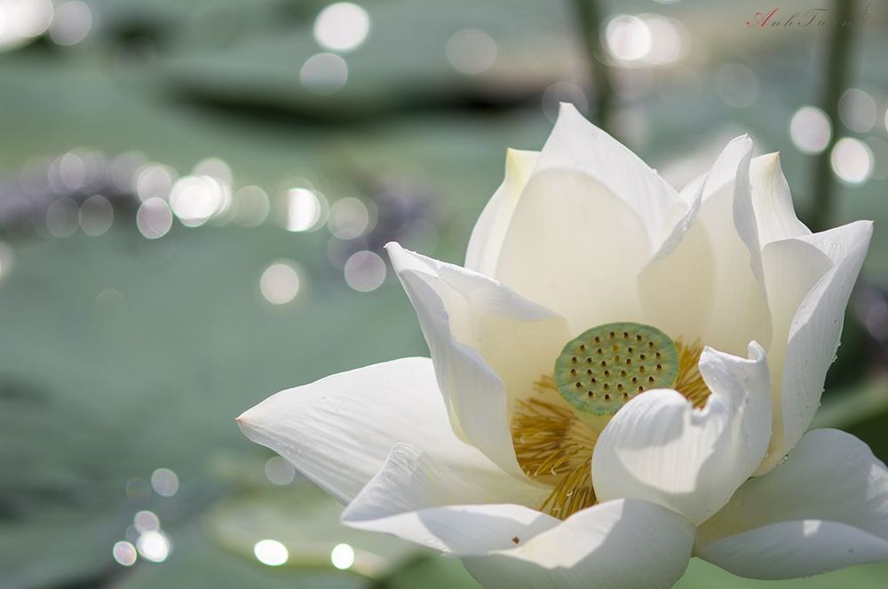 Lotus