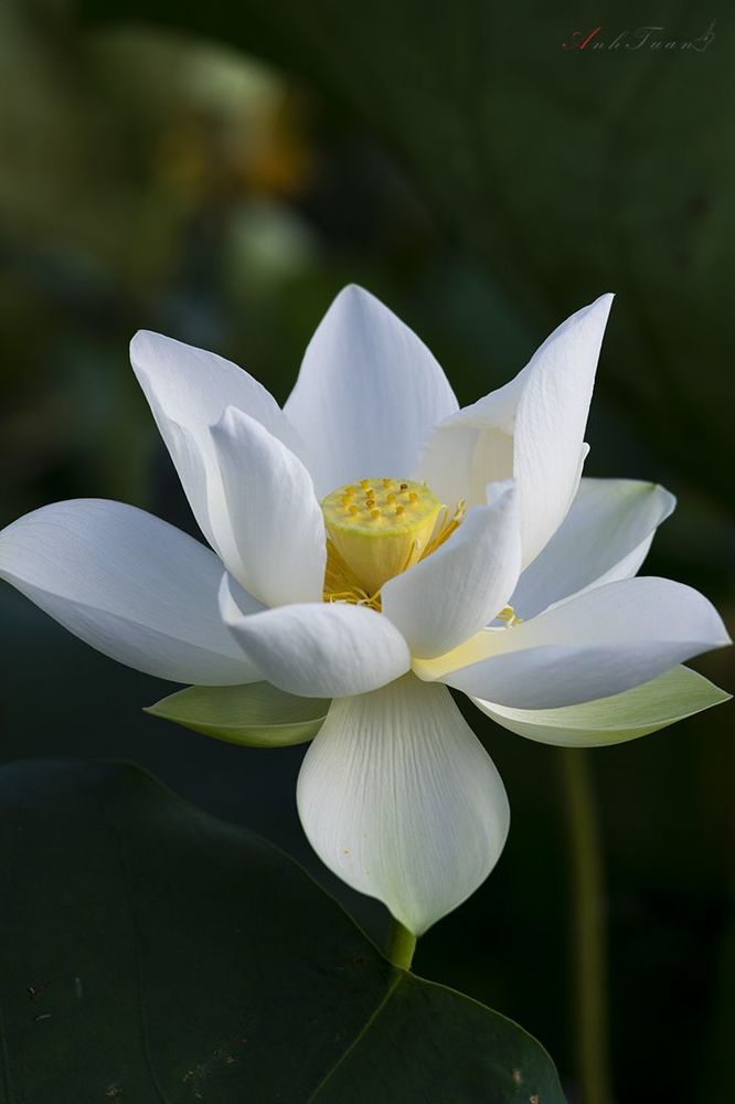 Lotus