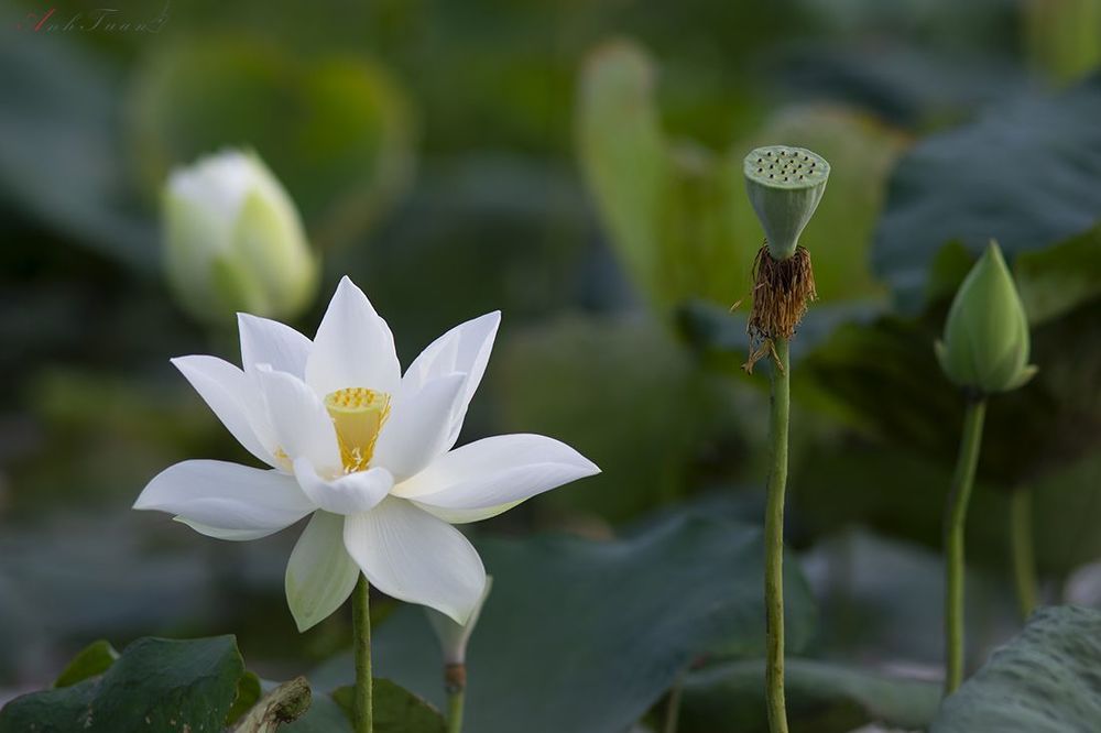 Lotus