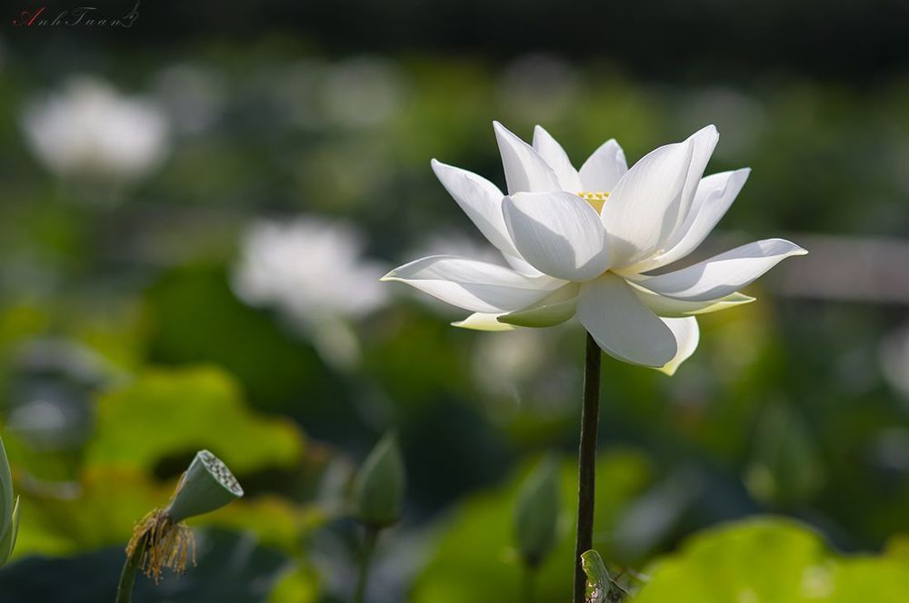 Lotus
