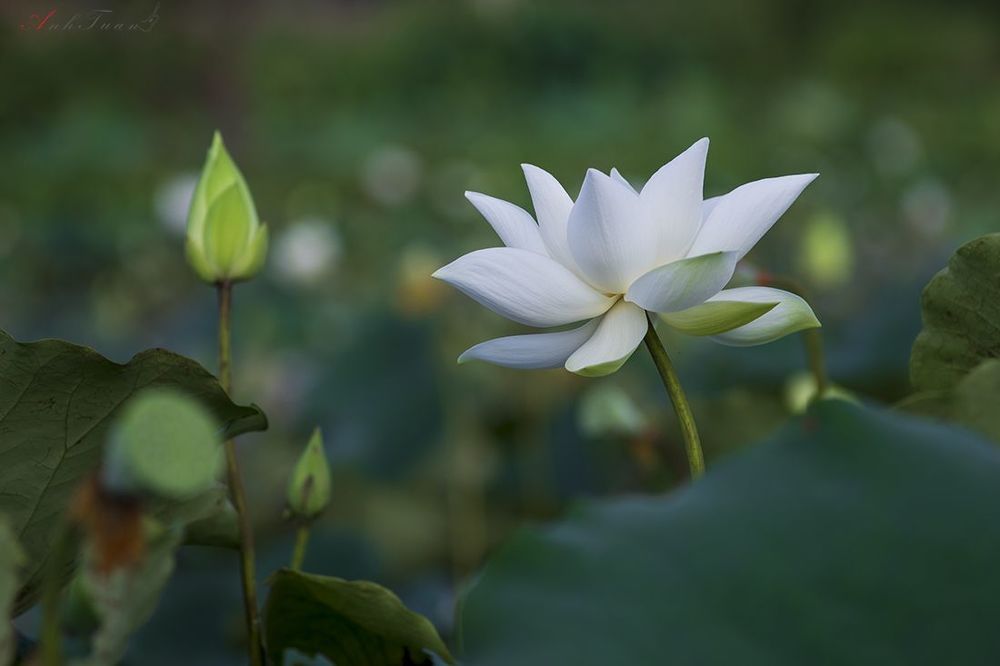 Lotus