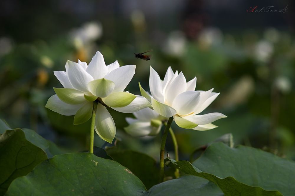 Lotus