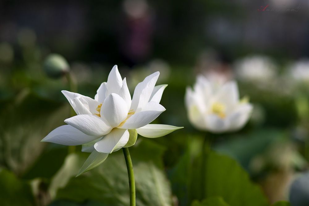 Lotus