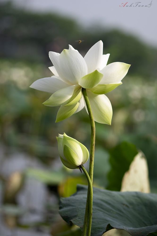 Lotus