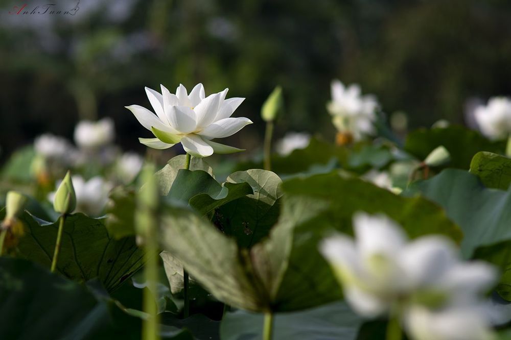 Lotus