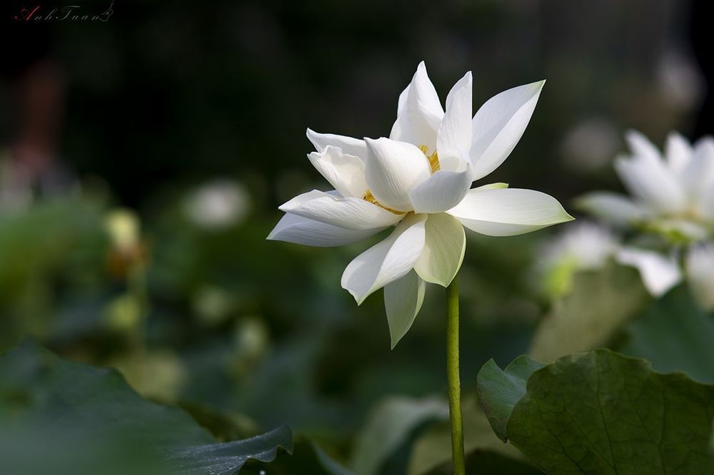 Lotus