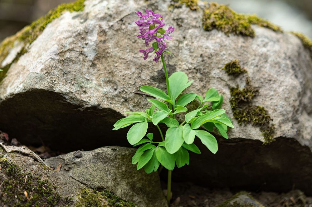 Fumaria officinalis L.