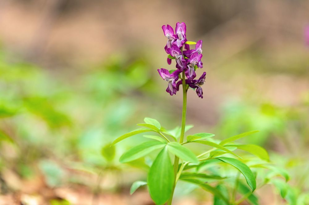 Fumaria officinalis L.
