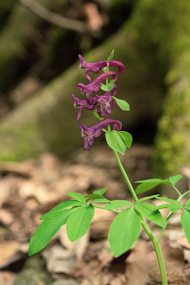 Fumaria officinalis L.