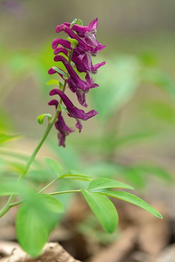 Fumaria officinalis L.