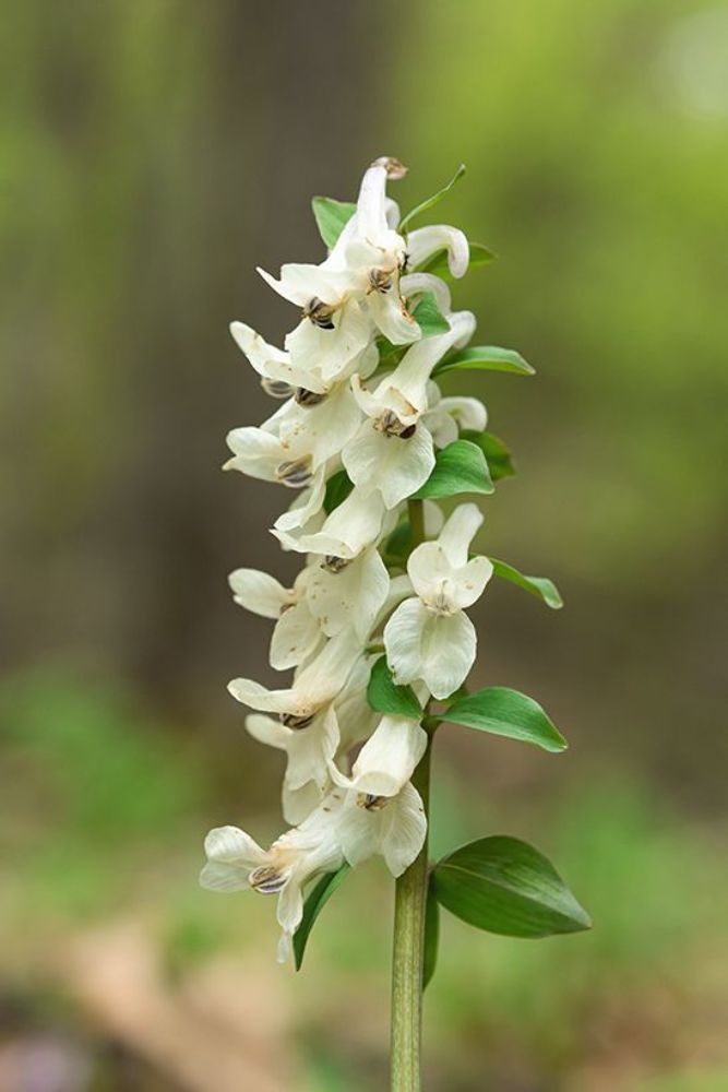 Fumaria officinalis L.