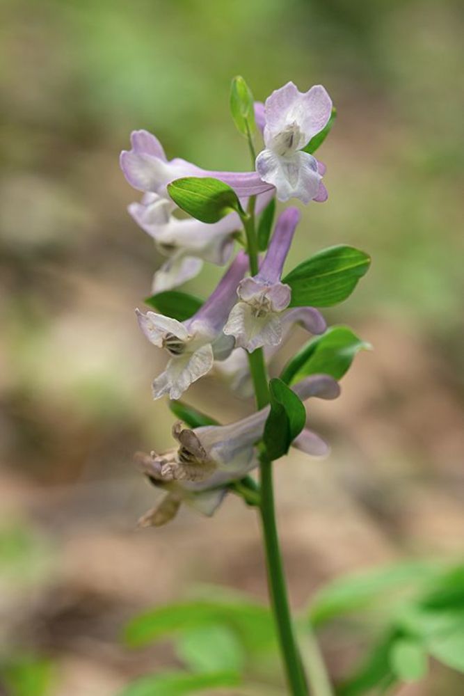 Fumaria officinalis L.