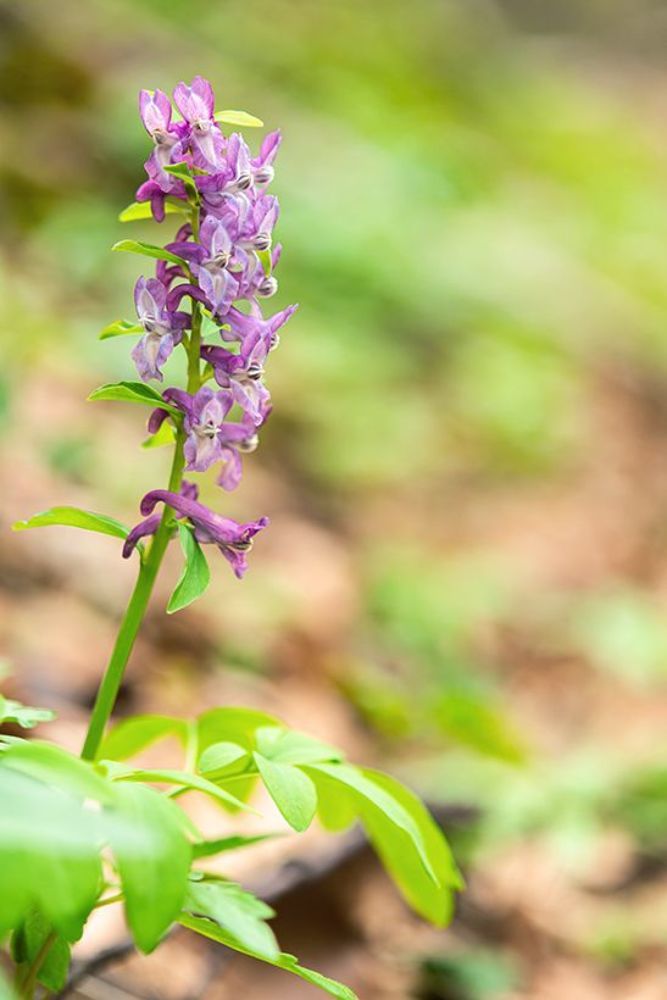 Fumaria officinalis L.