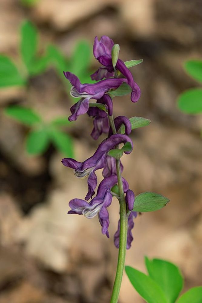 Fumaria officinalis L.
