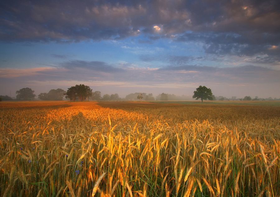 Polish Fields