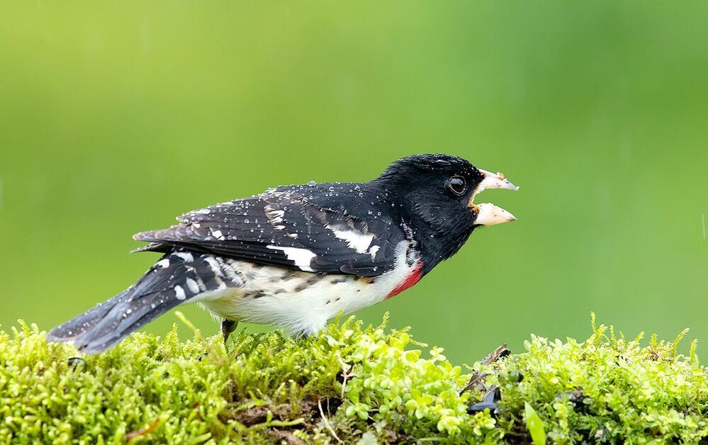 Пара. Красногрудый дубоносовый кардинал -.Rose-breasted Grosbeak