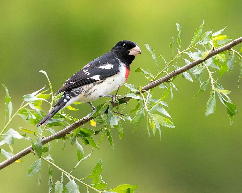 Пара. Красногрудый дубоносовый кардинал -.Rose-breasted Grosbeak