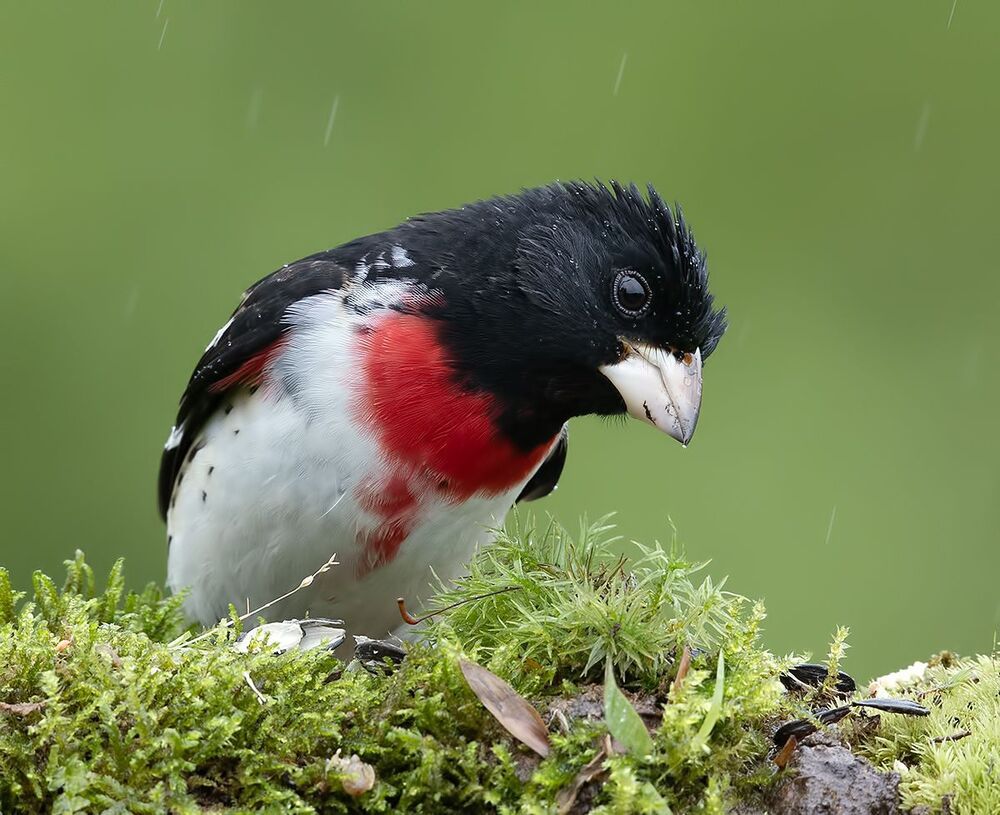 Пара. Красногрудый дубоносовый кардинал -.Rose-breasted Grosbeak