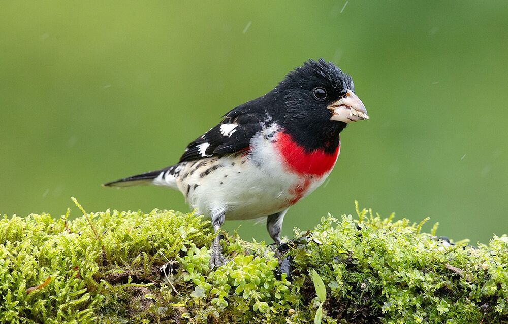 Пара. Красногрудый дубоносовый кардинал -.Rose-breasted Grosbeak