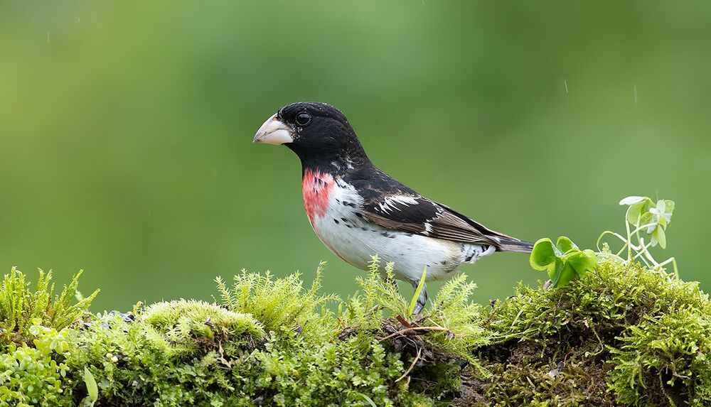 Пара. Красногрудый дубоносовый кардинал -.Rose-breasted Grosbeak
