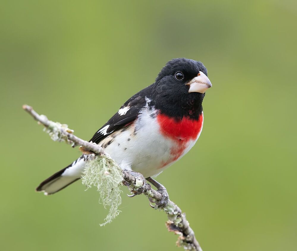 Пара. Красногрудый дубоносовый кардинал -.Rose-breasted Grosbeak