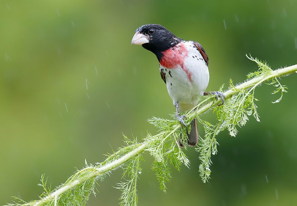 Пара. Красногрудый дубоносовый кардинал -.Rose-breasted Grosbeak