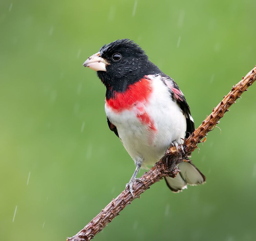 Пара. Красногрудый дубоносовый кардинал -.Rose-breasted Grosbeak