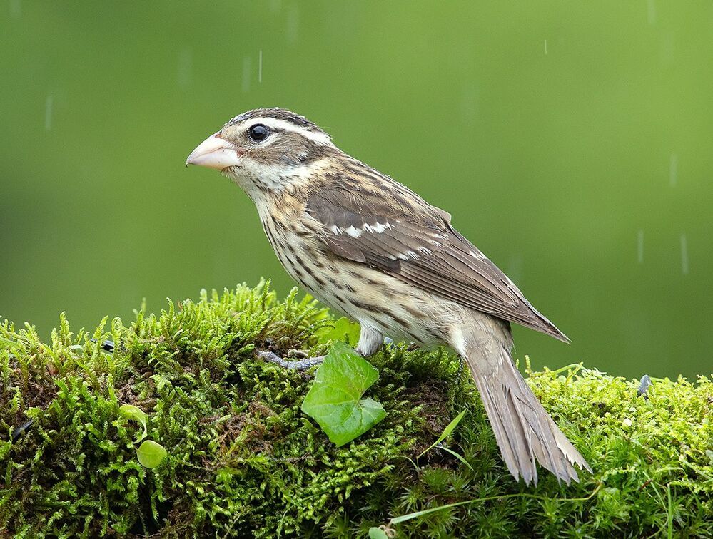 Пара. Красногрудый дубоносовый кардинал -.Rose-breasted Grosbeak