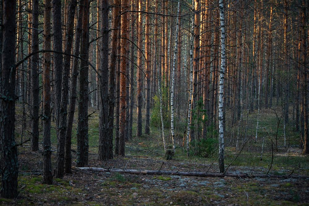 03	&hellip; где взгляд упирается в сплошной частокол стволов