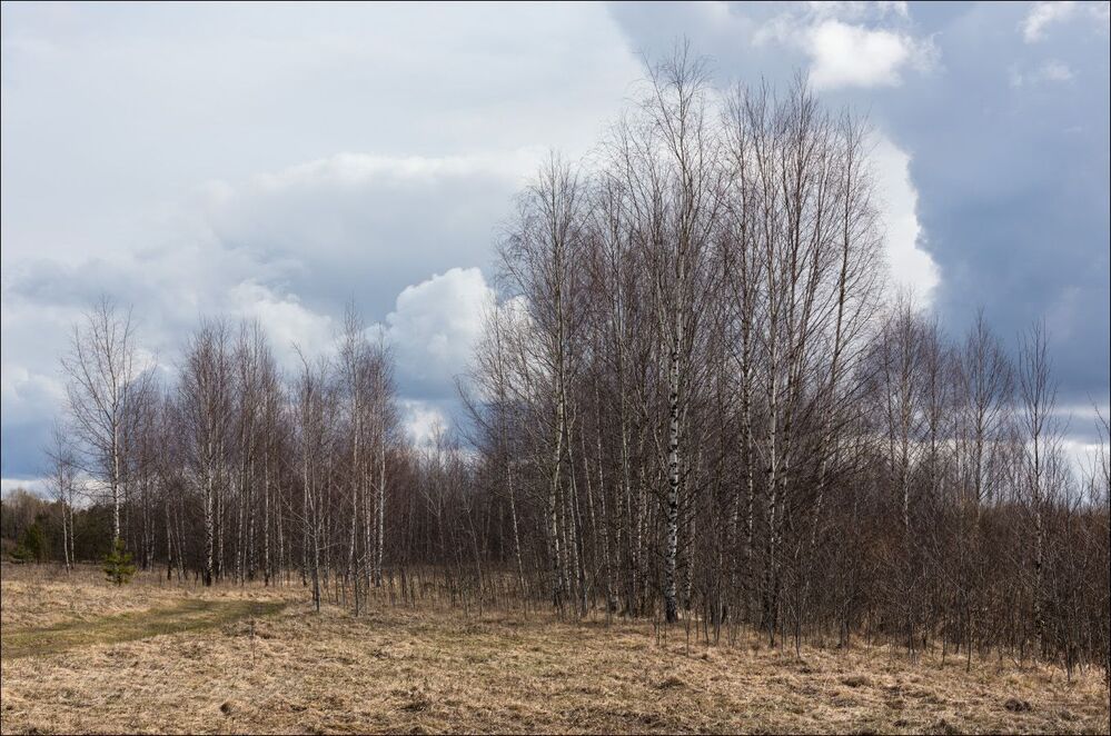 Весенний день в берёзах