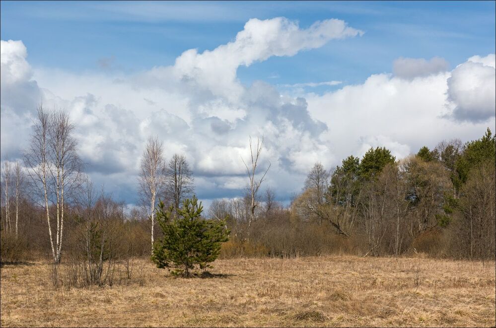 Небо за перелеском