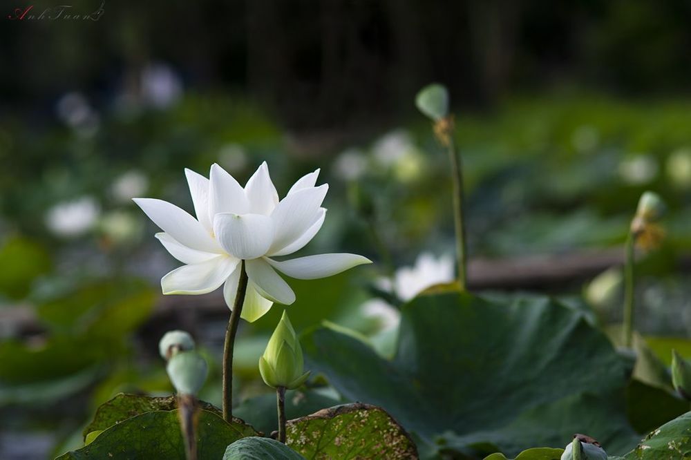 Lotus
