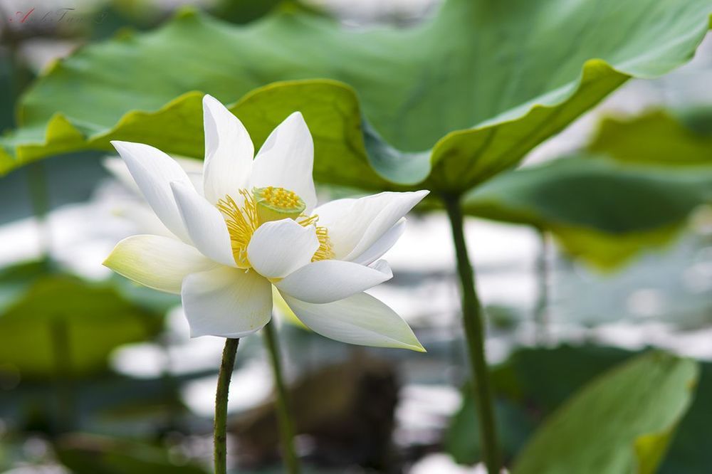 Lotus