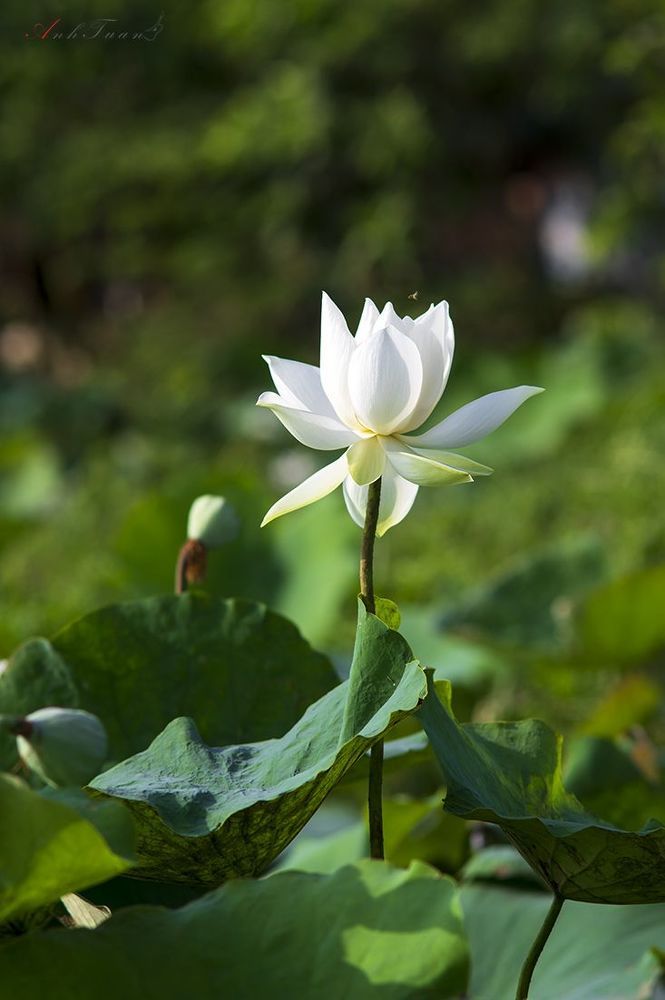 Lotus