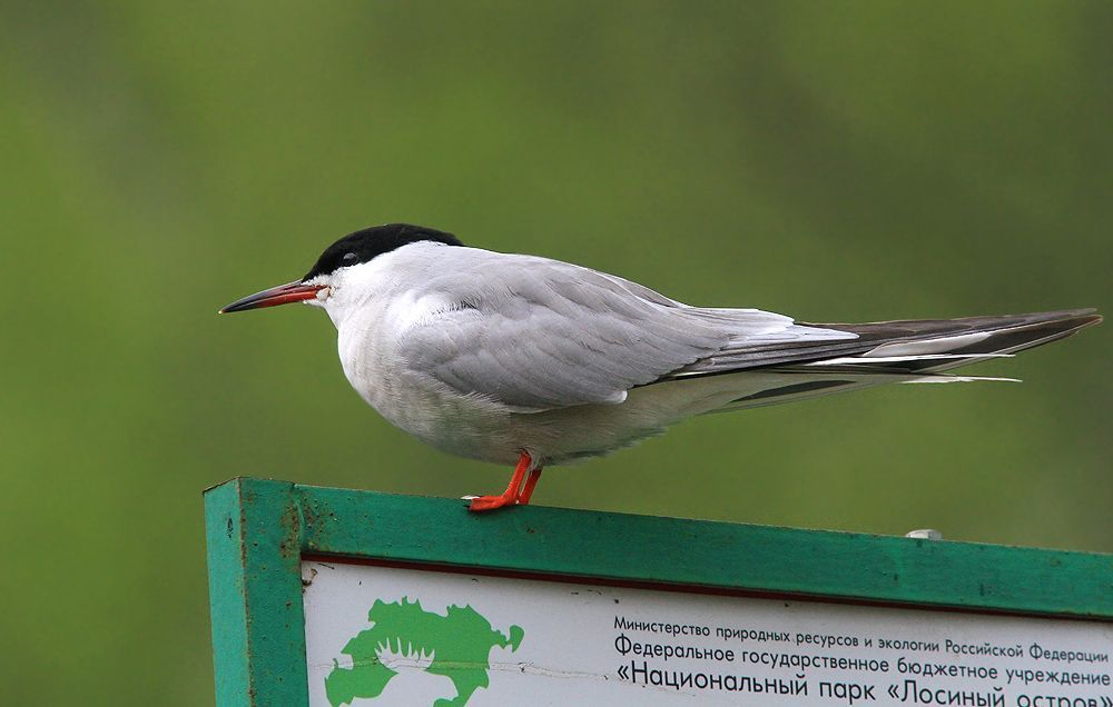 Крачки
